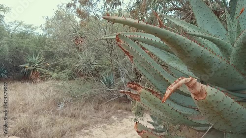 Cactus in an oasis