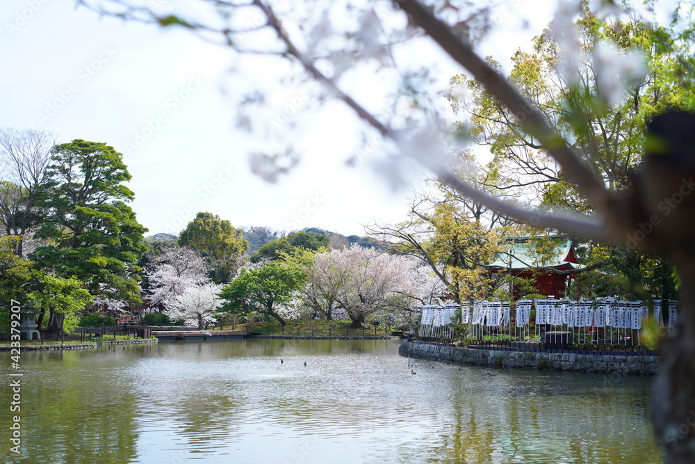 Naklejka premium 鎌倉の桜と寺