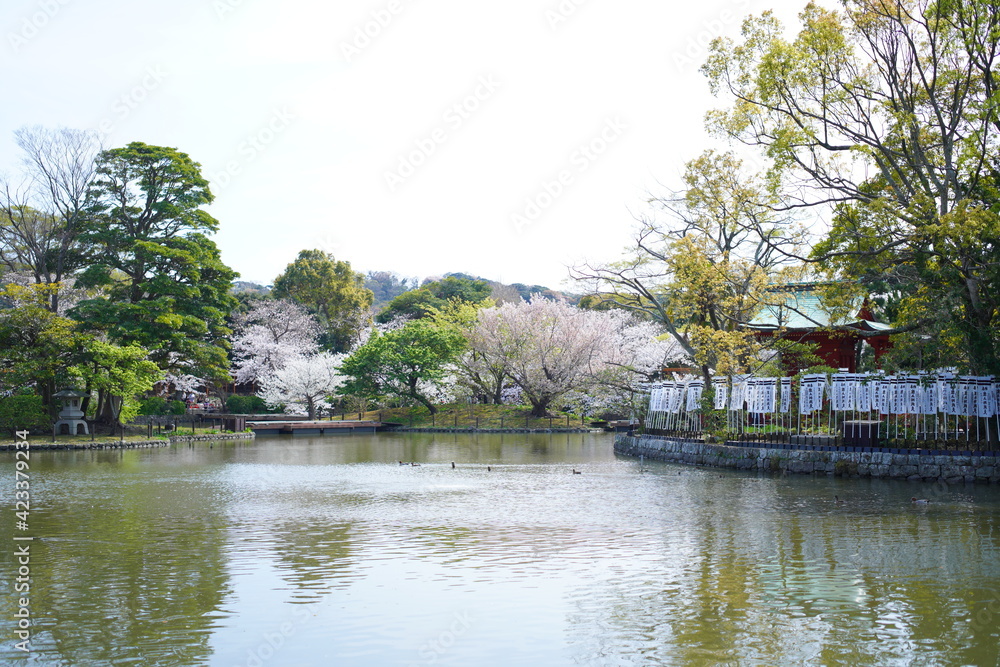 Fototapeta premium 鎌倉の桜と寺