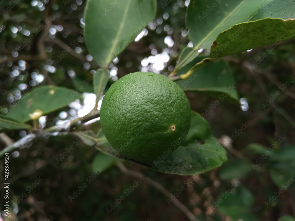 lime on tree lime on tree