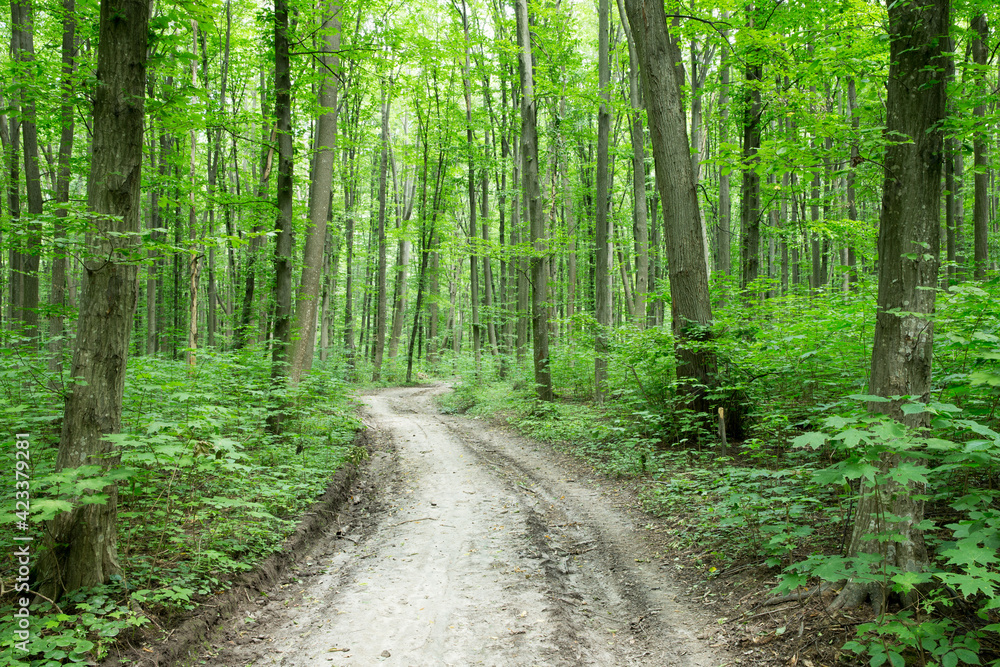 Naklejka premium green Forest trees. nature green wood sunlight backgrounds