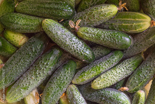 harvest of fresh green cucumbers prepared for pickling.