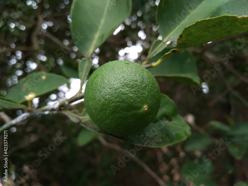 lime on tree