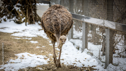 ostrich in the zoo
