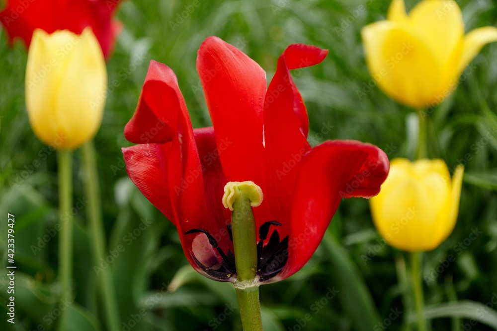 Fototapeta premium Halved red tulip amongst yellow ones