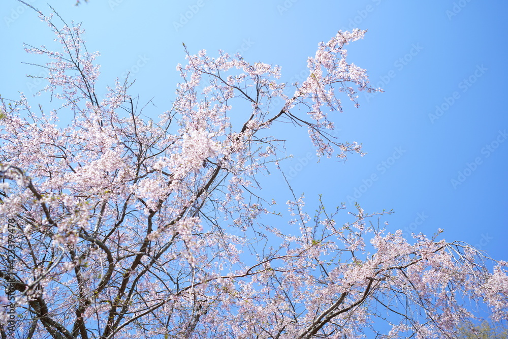 鎌倉の桜と寺