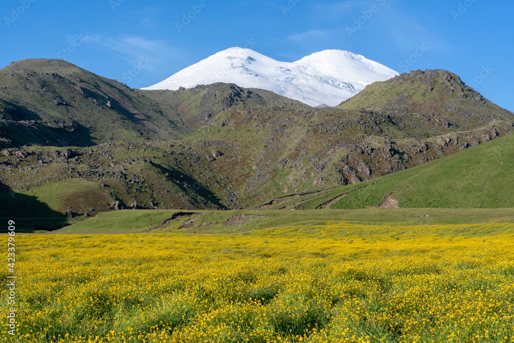View of Mount Elbrus (from the north) with meadow of buttercups on the foreground. Prielbrusye National Park, Kabardino-Balkaria, Caucasus, Russia..
