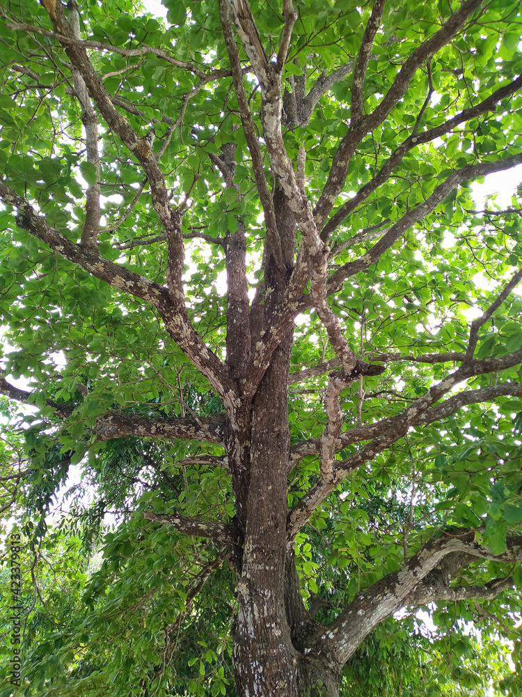 old oak tree