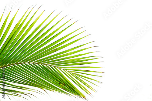 Palm leave bright and green on isolated background