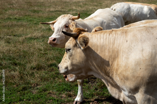 two cows head in a field