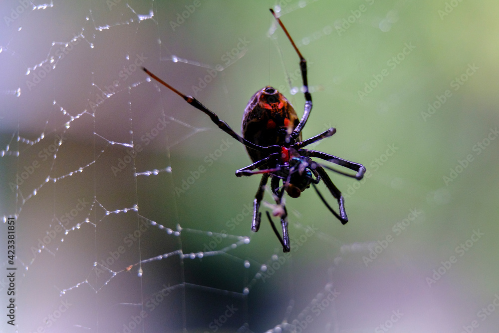 Tarantula on the web Tarantula on the web