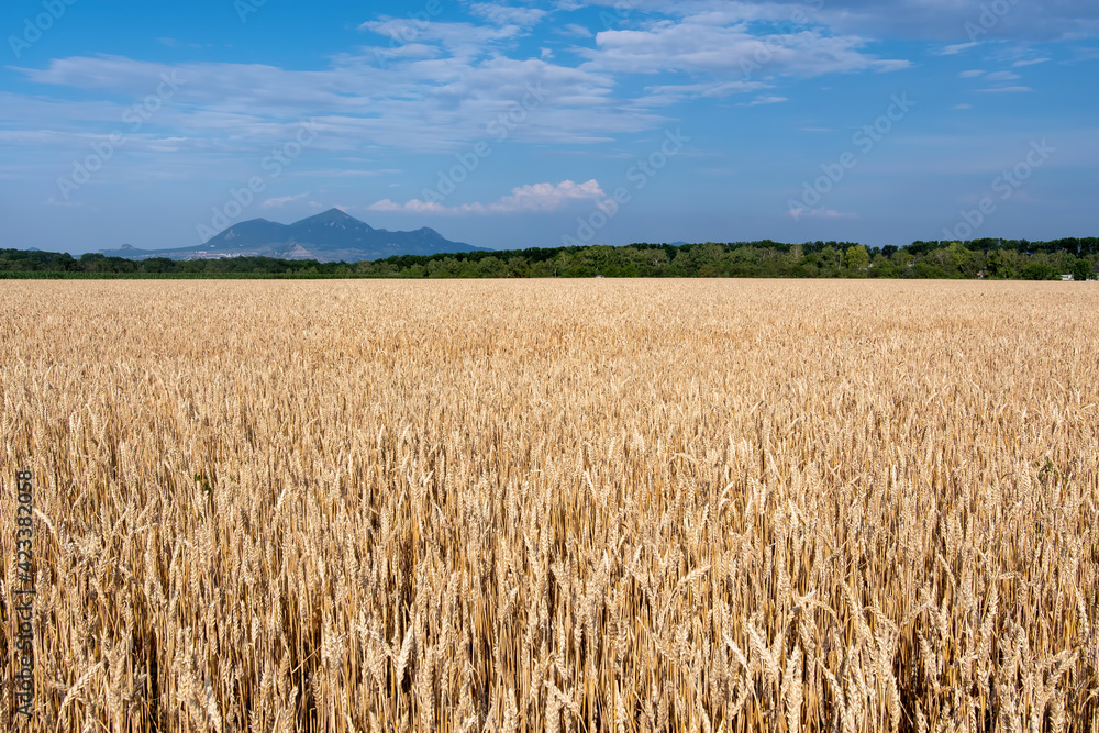 Wheat field with Beshtau mount on the background. Stavropol Krai, Caucasus, Russia. Wheat field with Beshtau mount on the background. Stavropol Krai, Caucasus, Russia.