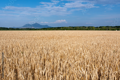 Wheat field with Beshtau mount on the background. Stavropol Krai  Caucasus  Russia.
