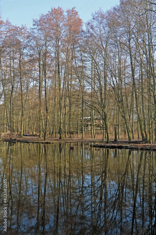 Obraz premium Auenwald