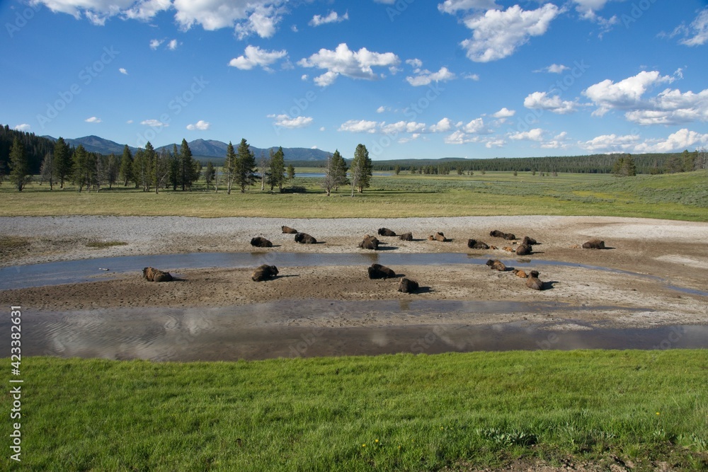 Obraz premium Buffalo in Yellowstone National Park in Wyoming