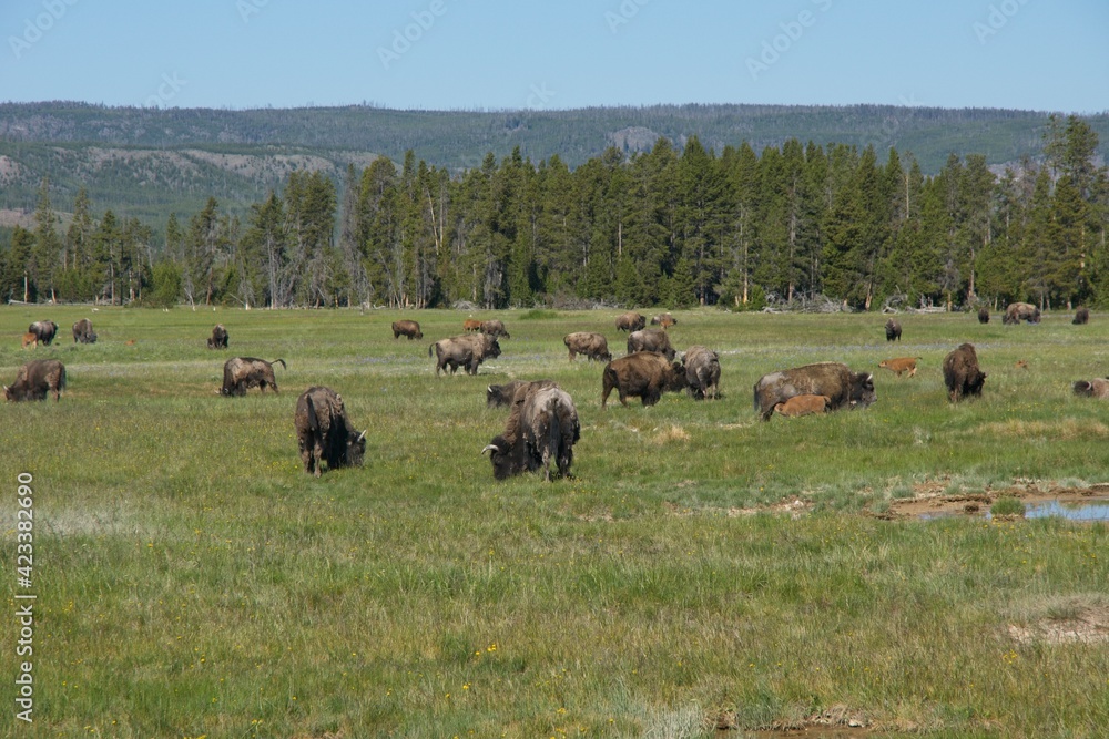 Buffalo in Yellowstone National Park in Wyoming
