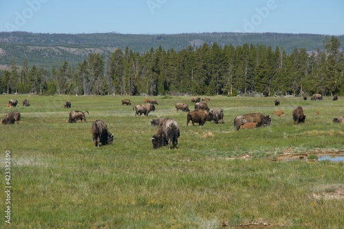 Buffalo in Yellowstone National Park in Wyoming