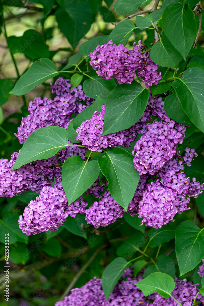 A lilac branch with lots of purple flowers.