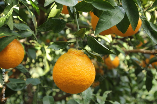 Wallpaper Mural 果樹園　デコポン畑 Torontodigital.ca