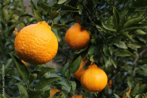 Wallpaper Mural 果樹園　デコポン畑 Torontodigital.ca