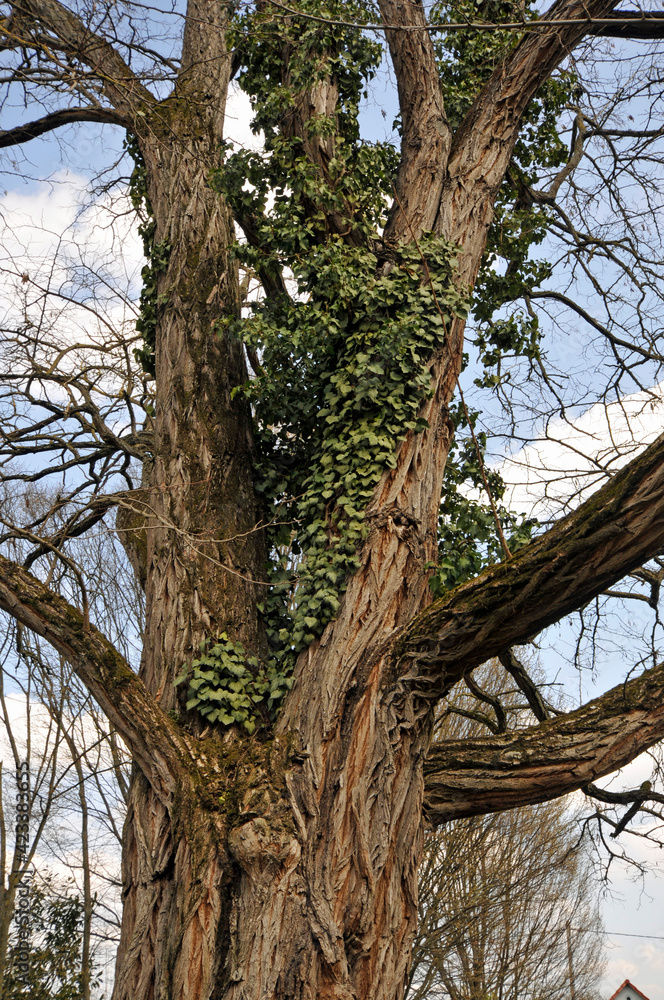 efeu an einem baum