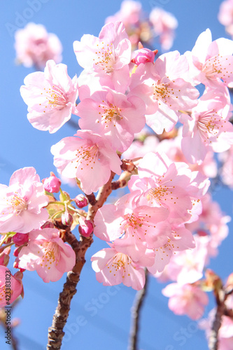 さくら 美しい桜 サクラ ピンク 淡い かわいい 花びら 花見 優美 可憐 満開 