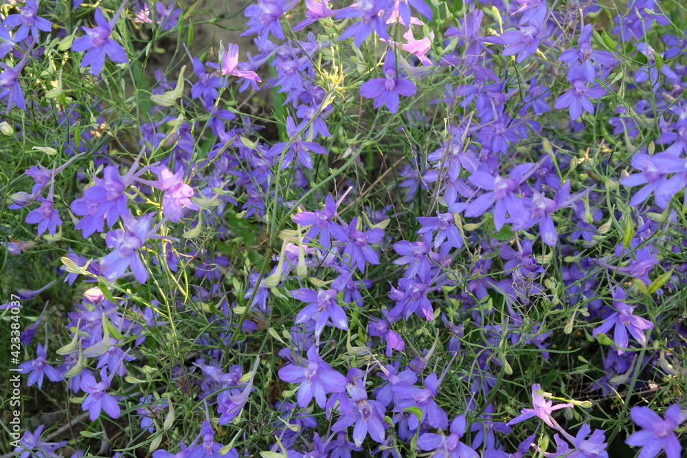Obraz premium Forking Larkspur (Consolida Regalis). Small lilac wildflowers. Natural background.