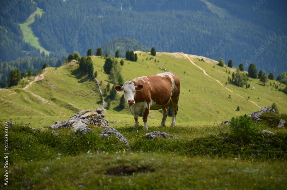 cow on the alpine meadow in the dolomites. Agriculture in the mountains. Beautiful landscape with lush green meadows and large forests
