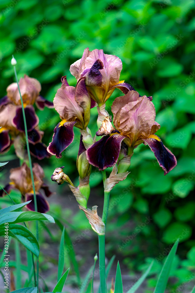 Blooming brown iris on a flower bed in a summer garden. Blooming brown iris on a flower bed in a summer garden.