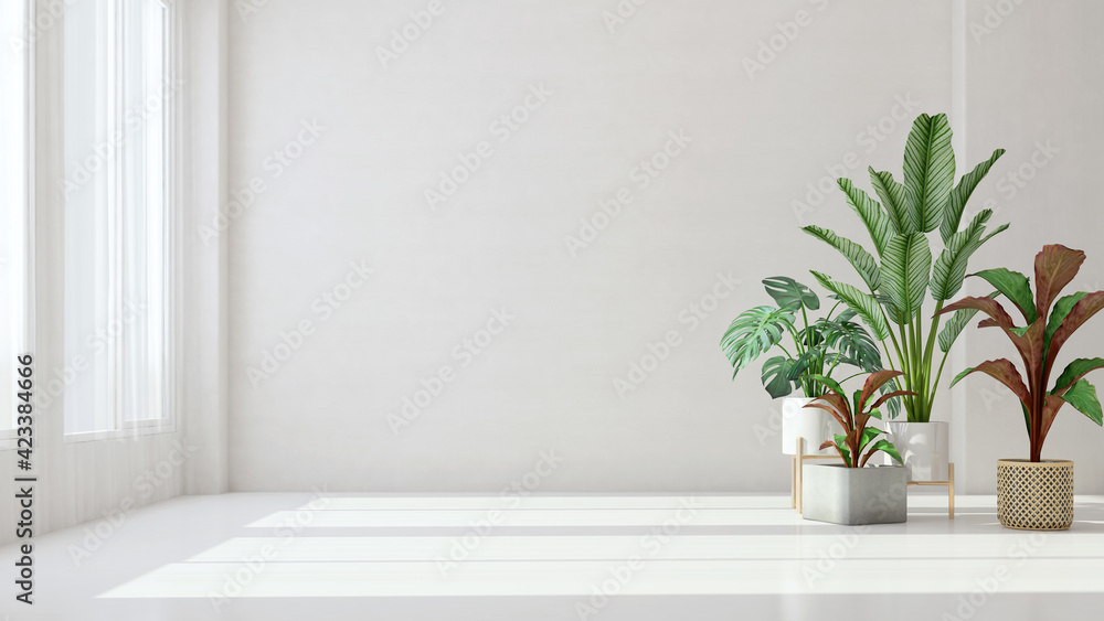 White empty room with plant and sunlight.3d rendering White empty room with plant and sunlight.3d rendering