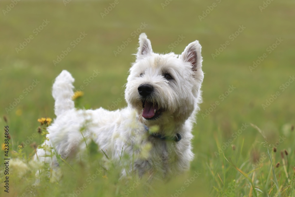 Westie. West Highland White terrier standing in the grass. Portrait of a white dog. Westie. West Highland White terrier standing in the grass. Portrait of a white dog.