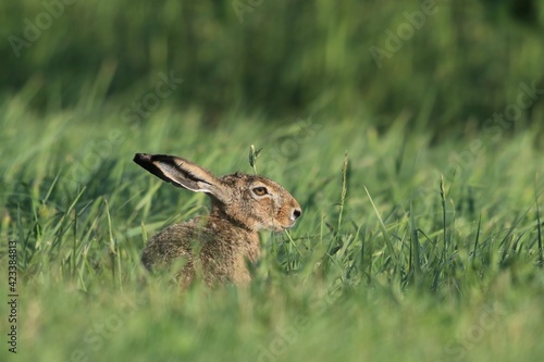 hare sitting in the grass. Wildlife scene from nature. Lepus europaeus.