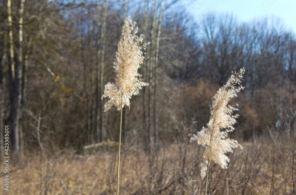 Fototapeta premium Common reed, southern reed, reed. Phragmites australis. Common reed, southern reed, reed. Phragmites australis.