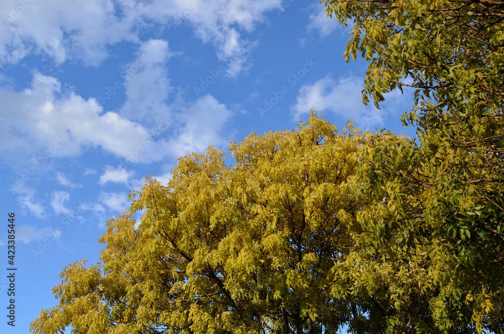 Fototapeta premium trees in the autumn