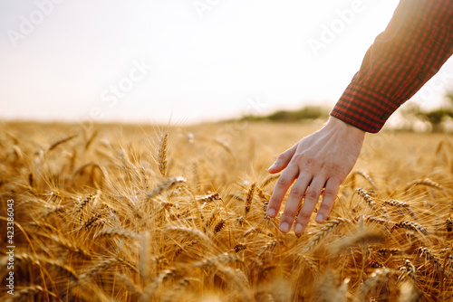 Man walking in wheat during sunset and touching harvest. Agricultural growth and farming business concept.