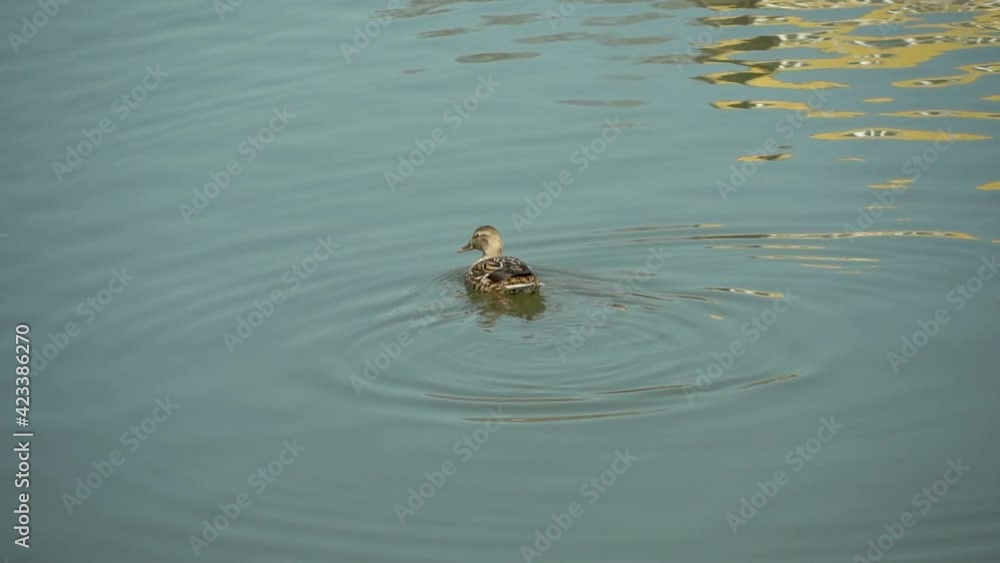 Duck swims in the water close-up, the drake swimming in the lake Duck swims in the water close-up, the drake swimming in the lake