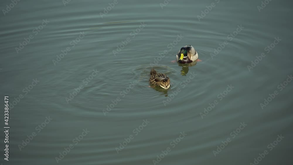 Wild aquatic bird duck and drake peck a piece of soaked bread in the water Wild aquatic bird duck and drake peck a piece of soaked bread in the water