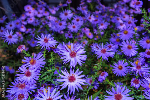 Autumn floral garden. Blue purple flowers New York aster or Aster novi-belgii  Latin  Symphyotrichum novi-belgii  close up.
