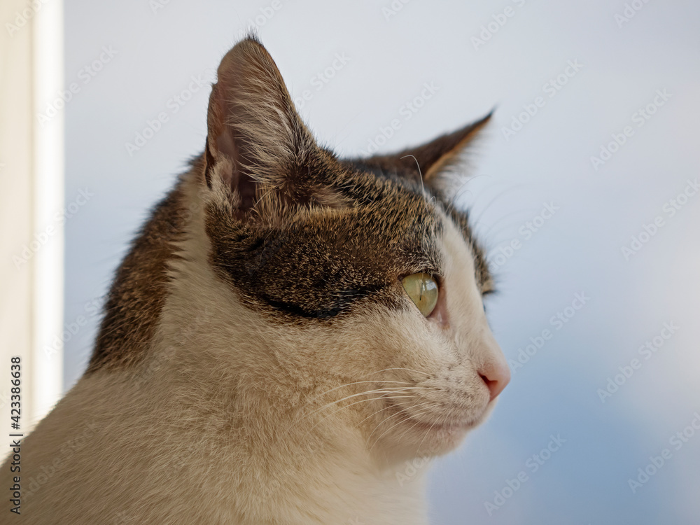 Domestic cat portrait, Portrait einer Hauskatze