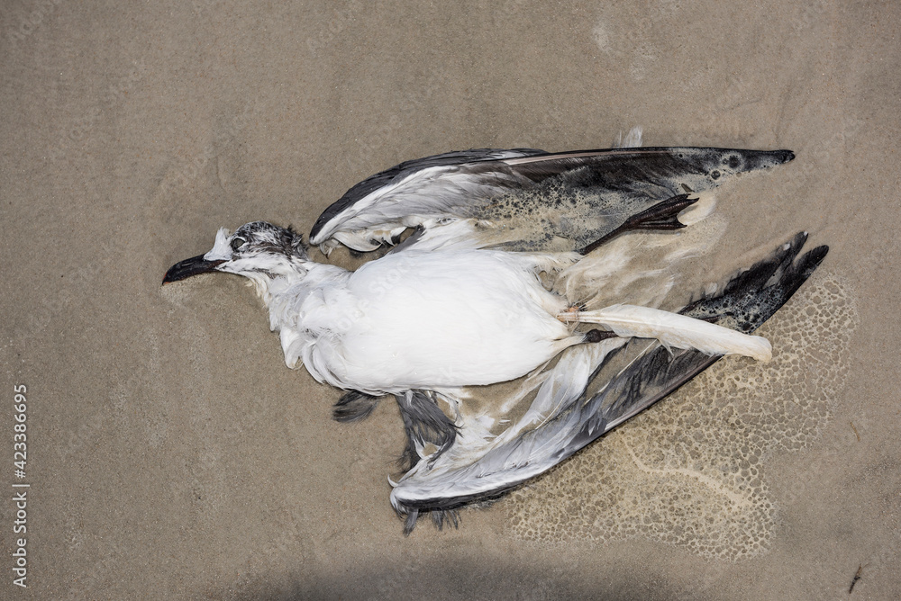 Laughing Gull in Repose - obrazy, fototapety, plakaty 