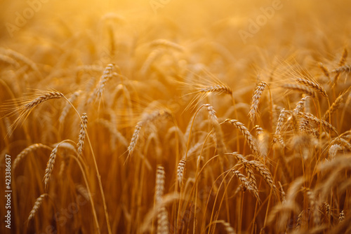 Sunset Gold wheat field. Agriculture. Harvesting.