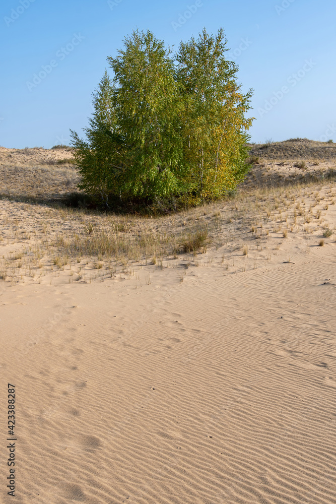 A tree (birch) in the desert (deforestation of the region). Rostov Oblast, Russia.