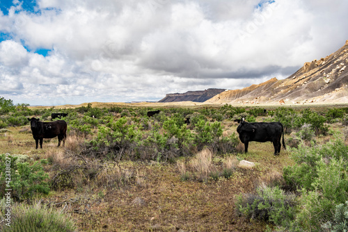 Cow Lick photo