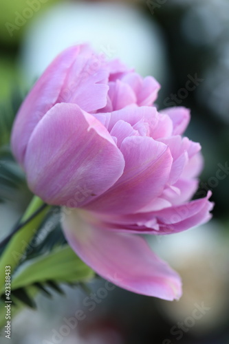 Rosa Tulpe im wunderschönen Frühling Ostern