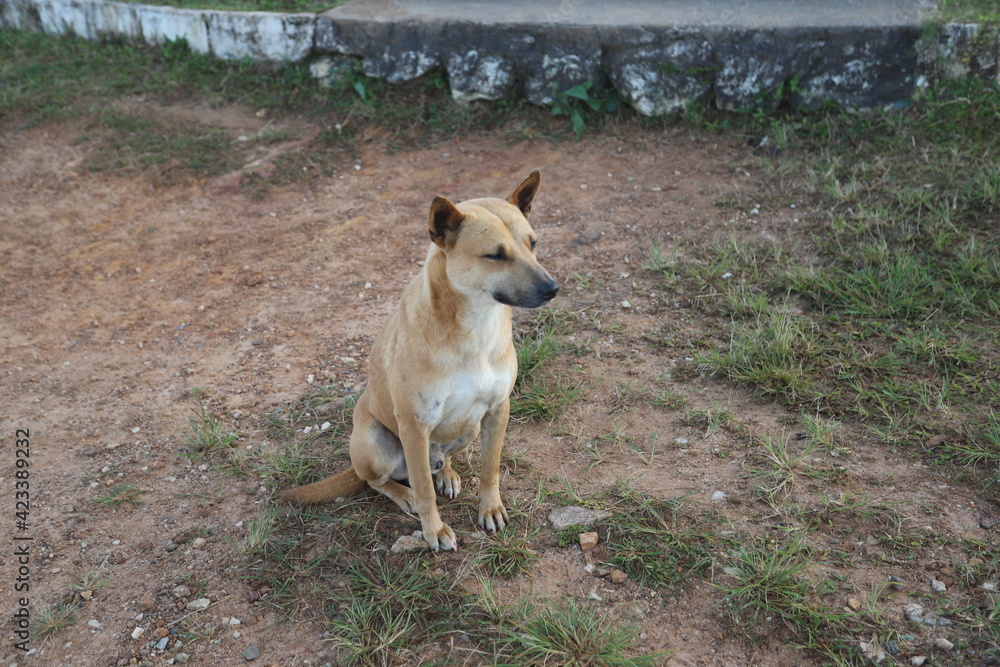Stray dogs protected in animal shelters in Thailand