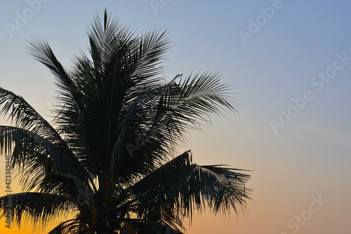 Coconut palm tree on sunrise sky