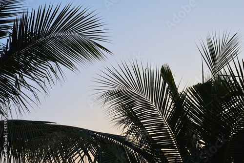 Coconut palm branch on blue sky © Prin