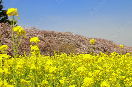 桜菜の花