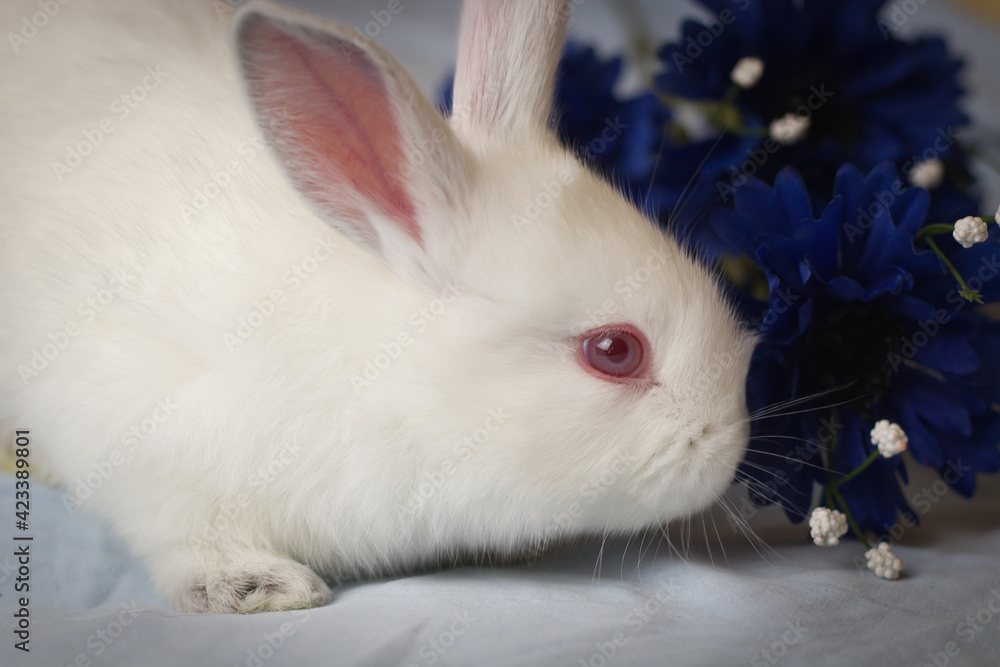 Profile of baby white bunny near blue flowers Profile of baby white bunny near blue flowers