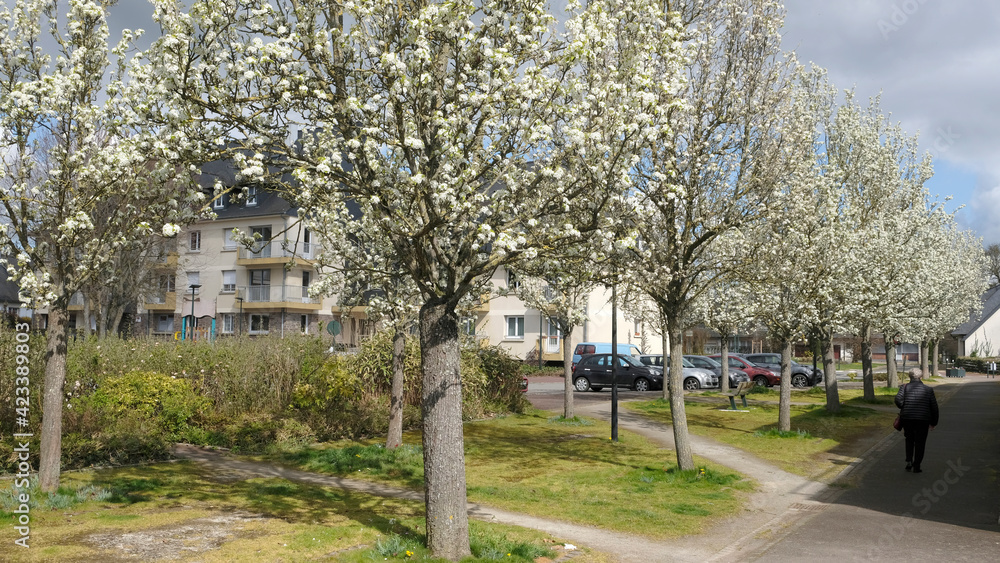cerisiers en ville cerisiers en ville